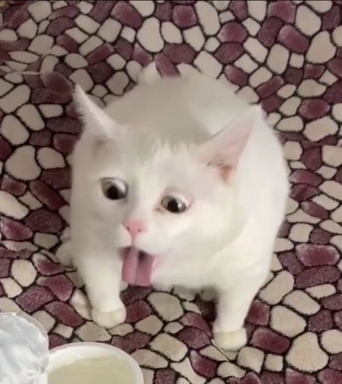 Фото белоснежного кота