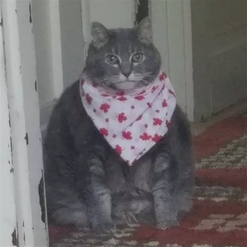 Фото Толстого кота в слюнявчике