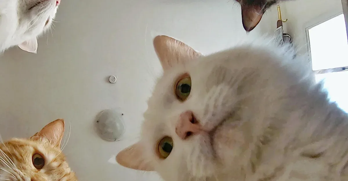 Фото Котов